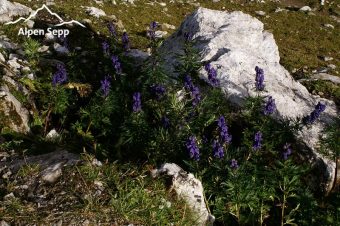 Hiking Braunarlspitze Bregenzerwald