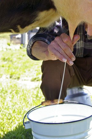 Butter is obtained from cow's milk