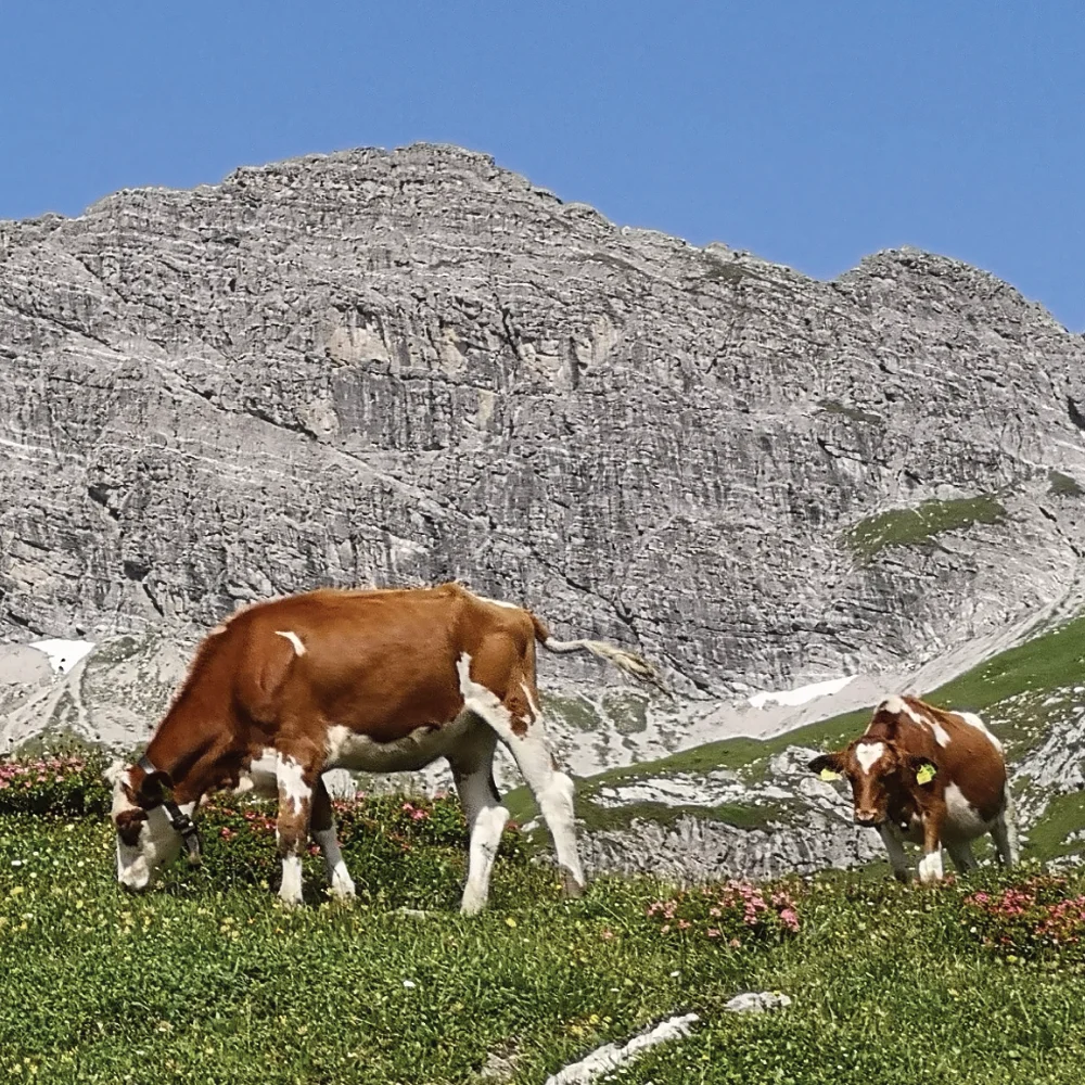 Haymilk cows in the mountains